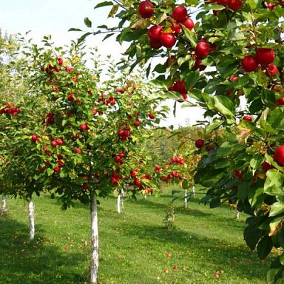 Плодовые деревья в Алматы