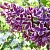 Сирень СЕНСАЦИЯ (привитая) в Алматы