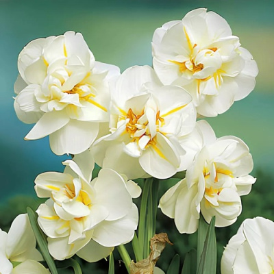 Нарцисс ЭРЛИЧЕ махровый в Алматы