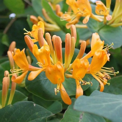 Жимолость ТЕЛЬМАНА в Алматы