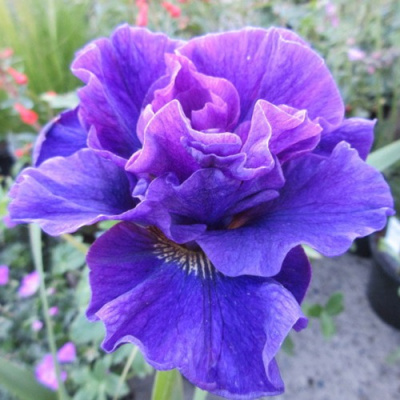 Ирис КОНКОРД КРАШ сибирский в Алматы