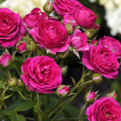 Роза БЕБИ КРИМСОН миниатюрная в Алматы