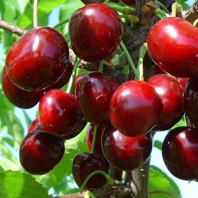 Черешня ДОНЕЦКАЯ КРАСАВИЦА в Алматы