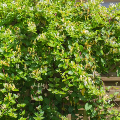 Жимолость ХАЛЛИАНА японская (Хелиана) в Алматы