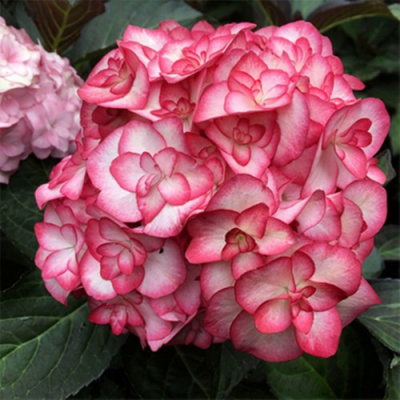 Гортензия Ю ЭНД МИ МИСС САОРИ крупнолистная в Алматы