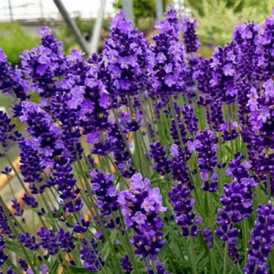 Лаванда ХИДКОТ БЛЮ узколистная в Алматы