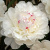Пион ФЕСТИВА МАКСИМА травянистый в Алматы