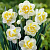 Нарцисс ВАЙТ ЛАЙЭН махровый в Алматы