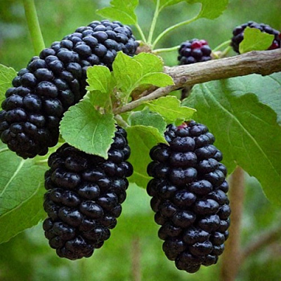 Шелковица плакучая в Алматы