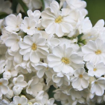 Сирень РОЧЕСТЕР в Алматы