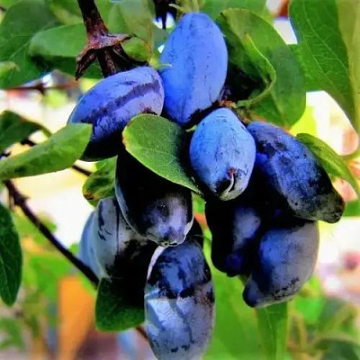 саженцы жимолости