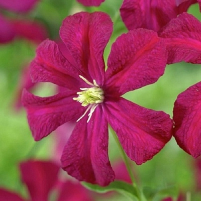 Клематис МАДАМ ДЖУЛИЯ КОРРЕВОН в Алматы