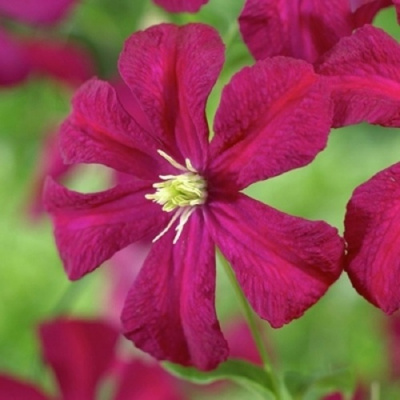 Клематис МАДАМ ДЖУЛИЯ КОРРЕВОН в Алматы