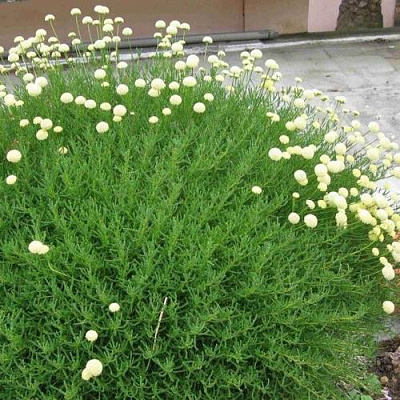 Сантолина зеленеющая в Алматы