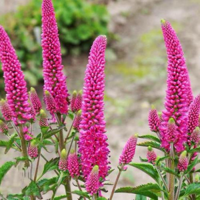 Вероника ФЕРСТ ЛАВ длиннолистная в Алматы