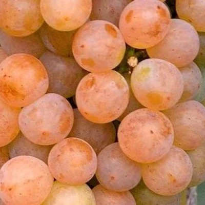 Виноград ПЛАТОВСКИЙ в Алматы
