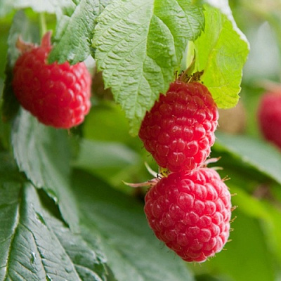 Малина МАРАВИЛЛА в Алматы