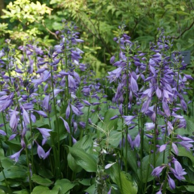 Хоста ГАРРИ ВАН ТРИЕР в Алматы