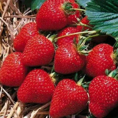Клубника КИМБЕРЛИ в Алматы