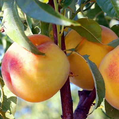 Колонновидные персики в Алматы