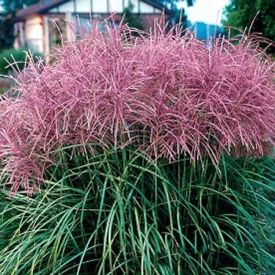 Мискантус МАЛЕПАРТУС китайский  в Алматы