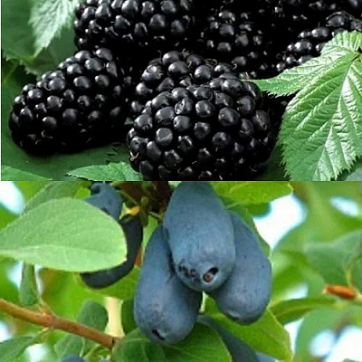 Комплект ЯГОДНЫЙ ДУЭТ в Алматы