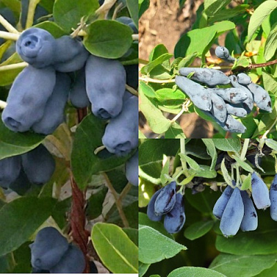 Комплект СЕВЕРНЫЕ ВИТАМИНЫ в Алматы