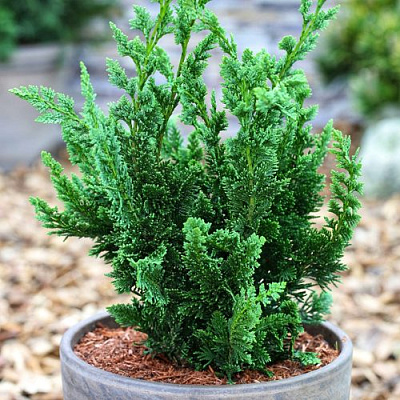 Кипарисовик ВИСЕЛЛИ лавсона в Алматы