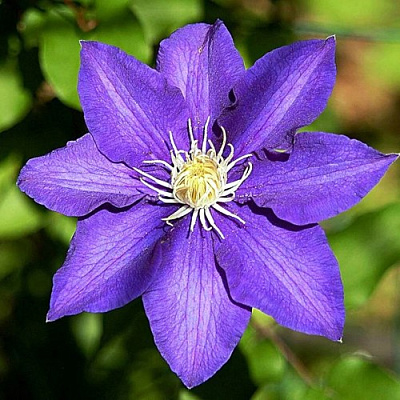 Клематис ЗЕ ПРЕЗИДЕНТ в Алматы