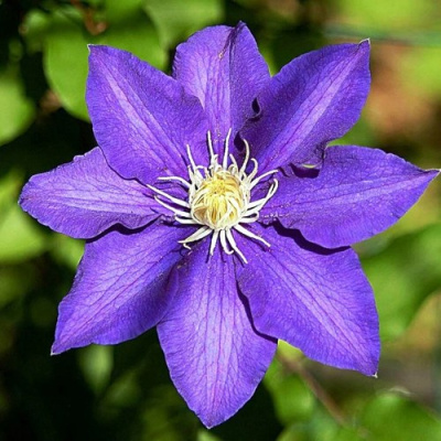 Клематис ЗЕ ПРЕЗИДЕНТ в Алматы