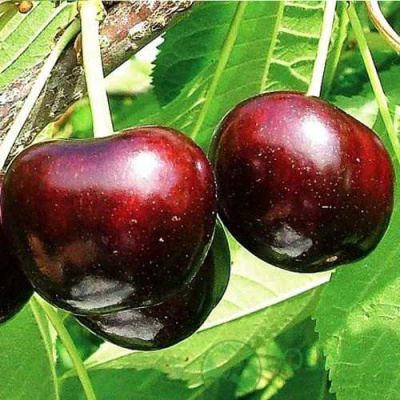 Черешня САММИТ в Алматы