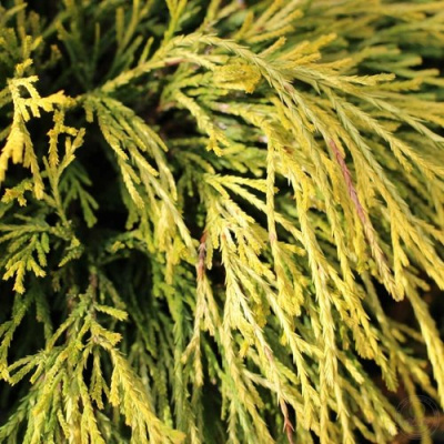 Кипарисовик ГОЛДЕН МОП горохоплодный в Алматы