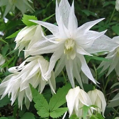 Княжик АЛЬБИНА ПЛЕНА белый махровый в Алматы