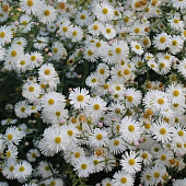 Болтония СНОУБЭНК в Алматы