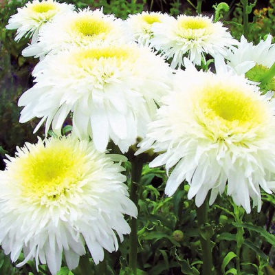 Нивяник ФИОНА ГОГХИЛЛ великолепный в Алматы