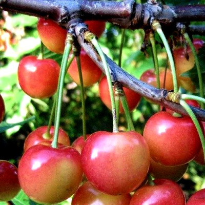 Черешня ГАСТИНЕЦ в Алматы