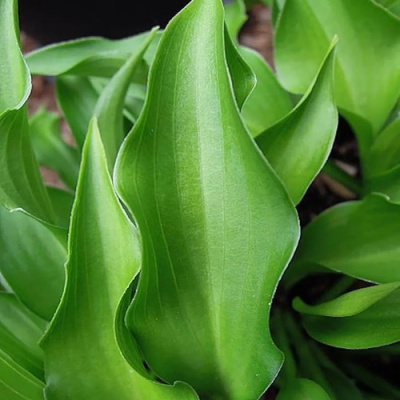 Хоста ГАРРИ ВАН ТРИЕР в Алматы