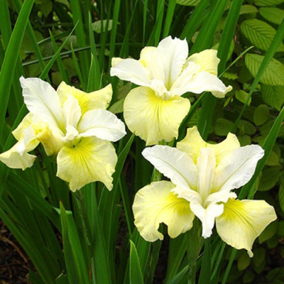 Ирис ЙЕЛЛОУ ТЕЙЛ сибирский в Алматы