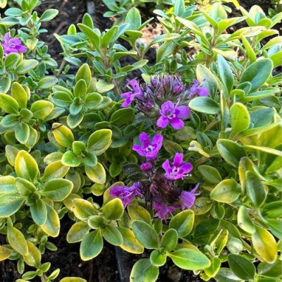 Тимьян АРЧЕРЗ ГОЛД в Алматы