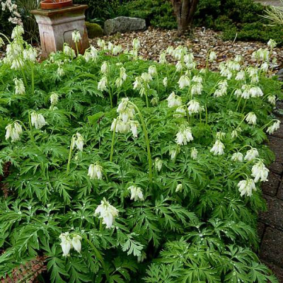 Дицентра красивая АВРОРА в Алматы