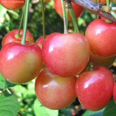 Черешня ЮЛИЯ в Алматы