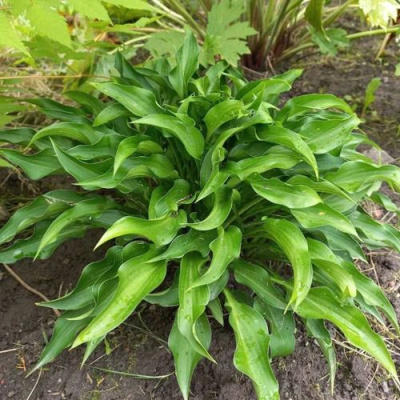 Хоста ГАРРИ ВАН ТРИЕР в Алматы