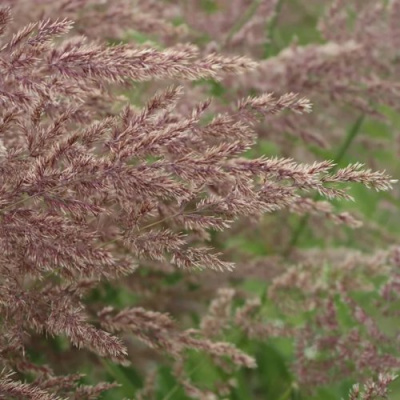 Вейник КАРЛ ФОРСТЕР остроцветковый в Алматы