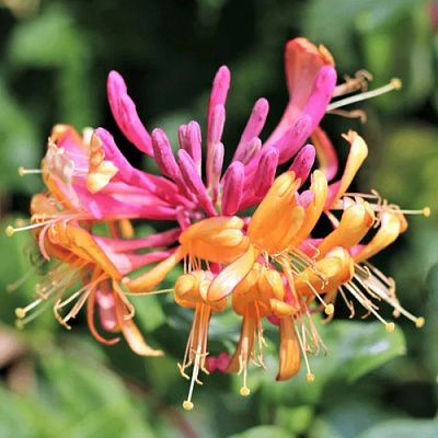 Жимолость ГЕКРОТА в Алматы