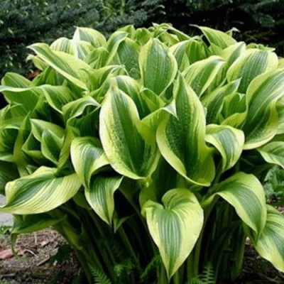 Хоста АУРЕОМАРГИНАТА в Алматы