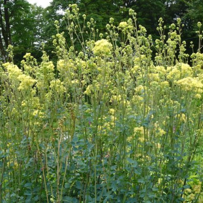 Василистник ГЛАУКУМ желтый в Алматы
