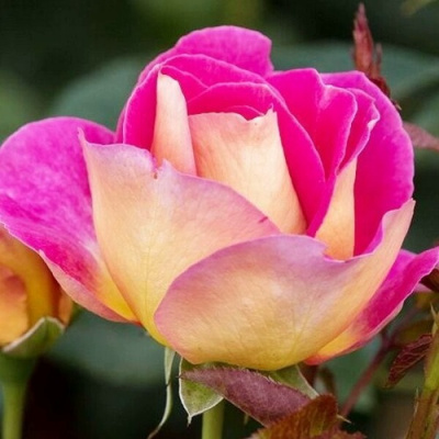 Роза МАЛЕЙКА чайно-гибридная в Алматы