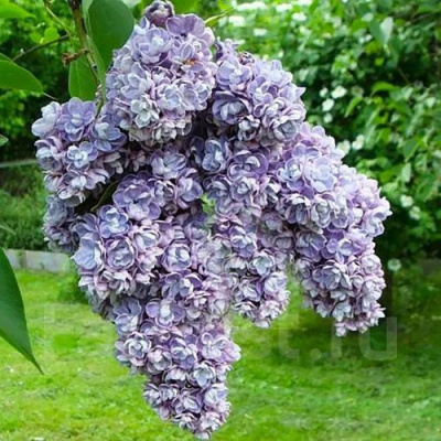 Сирень АМИ ШОТТ в Алматы