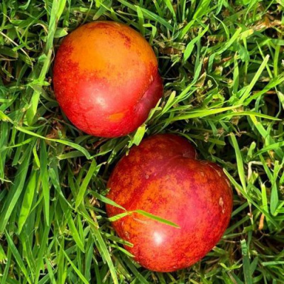 Шарафуга НЕКТАРИННАЯ в Алматы