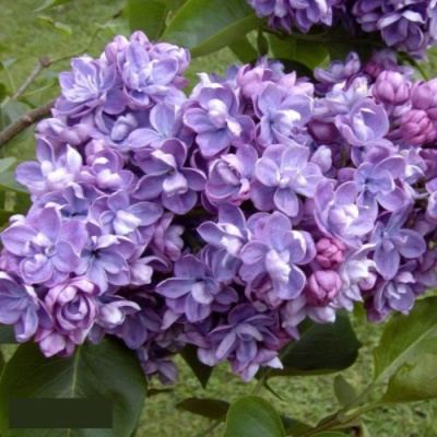 Сирень АМИ ШОТТ в Алматы